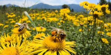 Επιδοτούμενες δράσεις του τομέα της μελισσοκομίας για το έτος 2024