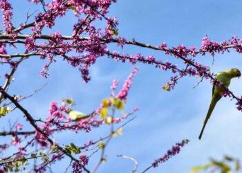 Καιρός: Ζέστη ως 29 βαθμούς στη Δ. Μακεδονία αλλά με πολύ αέρα και μποφόρ