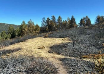 Δασάρχης Πιερίας: Δεν είναι Βόρεια Εύβοια ο Όλυμπος – Οι 60 υλοτόμοι κομάντο