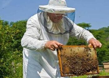 Κέντρο Μελισσοκομίας Δ. Μακεδονίας: Αντικατάσταση κυψελών και κινητών βάσεων - Οικονομική ενίσχυση της νομαδικής μελισσοκομίας
