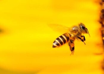 Κέντρο Μελισσοκομίας Δυτ. Μακεδονίας: Αντικατάσταση κυψελών & Κινητών Βάσεων - Οικονομική Ενίσχυση Νομαδικής Μελισσοκομίας