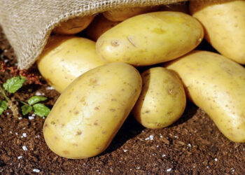 Κλιματική αλλαγή: Θα ξεμείνουμε από πατάτες;