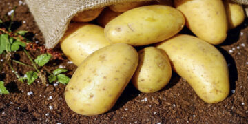 Κλιματική αλλαγή: Θα ξεμείνουμε από πατάτες;