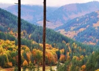 Κοζάνη: Το πρώτο ελληνικό «Πρότυπο Δάσος» ιδρύθηκε στη Δυτ. Μακεδονία