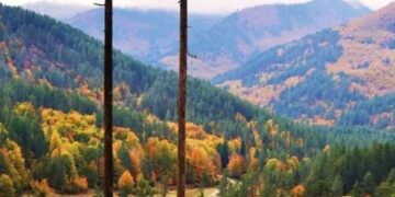 Κοζάνη: Το πρώτο ελληνικό «Πρότυπο Δάσος» ιδρύθηκε στη Δυτ. Μακεδονία