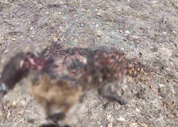 Νεκρή αρκούδα από δηλητηριασμένα δολώματα στην Αβδέλλα Γρεβενών