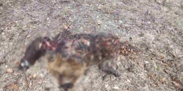 Νεκρή αρκούδα από δηλητηριασμένα δολώματα στην Αβδέλλα Γρεβενών