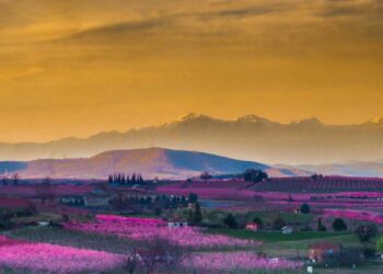 "Οι Κήποι του Μίδα" - Οι ανθισμένες ροδακινιές της Ημαθίας