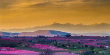 "Οι Κήποι του Μίδα" - Οι ανθισμένες ροδακινιές της Ημαθίας