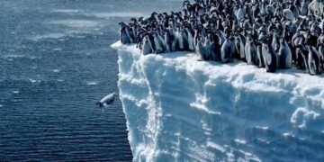 Πιγκουινάκια βουτούν από 15 μέτρα ύψος για το πρώτο τους μπάνιο στον Νότιο Ωκεανό - Δείτε εκπληκτικό βίντεο