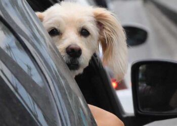 Πλαφόν σε σκύλους και γάτες σε πολυκατοικίες: Ποιες οι απαγορεύσεις για κατοικίδια