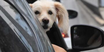 Πλαφόν σε σκύλους και γάτες σε πολυκατοικίες: Ποιες οι απαγορεύσεις για κατοικίδια