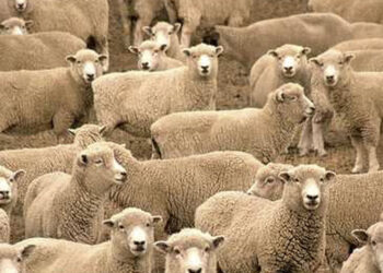 Πρόχειρη πλειοδοτική δημοπρασία για εκποίηση αμνών του Πρότυπου Κέντρου Κτηνοτροφίας και Εκπαίδευσης της Βλάστης Εορδαίας