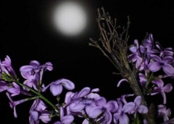 «Ροζ Πανσέληνος»: Μαγευτικές εικόνες από το «Σαρακοστιανό Φεγγάρι»