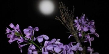 «Ροζ Πανσέληνος»: Μαγευτικές εικόνες από το «Σαρακοστιανό Φεγγάρι»