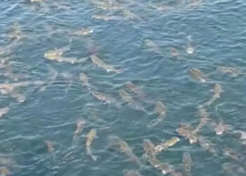 Θεσσαλονίκη: Εκατοντάδες ψάρια κολυμπούν στη παλιά παραλία