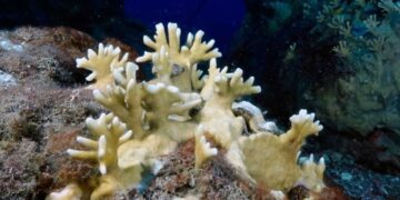 Το μεγαλύτερο μέχρι σήμερα γεγονός μαζικής λεύκανσης σκοτώνει τα κοράλλια του πλανήτη (βίντεο)