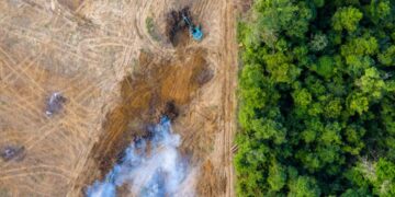 Τροπικά δάση: «Μια ολόκληρη Ελβετία» χάθηκε (και) πέρυσι