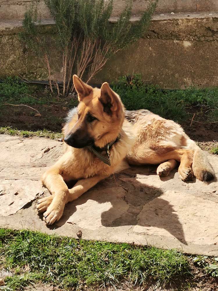 Υιοθεσία σκύλου: Η Νάλα ψάχνει το παντοτινό της σπίτι 