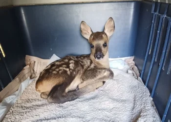 Τραυματισμένα και ορφανά ζαρκαδάκια περιέθαλψαν στην Καστοριά
