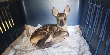 Τραυματισμένα και ορφανά ζαρκαδάκια περιέθαλψαν στην Καστοριά