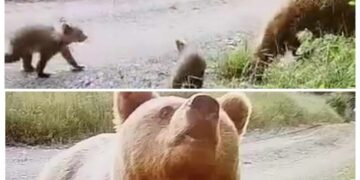 Αρκούδα με 3 μικρά κάνει «βόλτες» στο Δροσερό