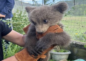 Αρκουδάκι 3 μηνών κυνηγήθηκε από σκυλιά στο Εμπόριο αλλά το έσωσαν 2 κάτοικοι