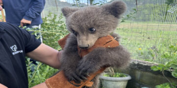 Αρκουδάκι 3 μηνών κυνηγήθηκε από σκυλιά στο Εμπόριο αλλά το έσωσαν 2 κάτοικοι