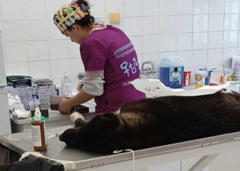 «Θα σταθεροποιήσουμε την κατάσταση σε 1 χρόνο»- Συνάντηση Δήμου Κοζάνης με τους Προέδρους των χωριών για τα αδέσποτα