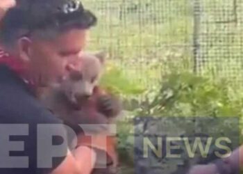 Αρκουδάκι έκανε βόλτες σε αυλή σπιτιού στο Εμπόριο Εορδαίας