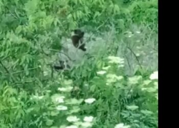 Αρκουδάκια τρώνε κεράσια από δέντρο στη Φλώρινα