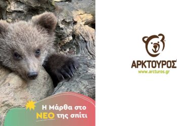 Καλά τα νέα για το ορφανό αρκουδάκι που φροντίζει ο ΑΡΚΤΟΥΡΟΣ – Είχε βρεθεί στο Εμπόριο Εορδαίας