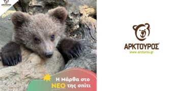 Καλά τα νέα για το ορφανό αρκουδάκι που φροντίζει ο ΑΡΚΤΟΥΡΟΣ – Είχε βρεθεί στο Εμπόριο Εορδαίας