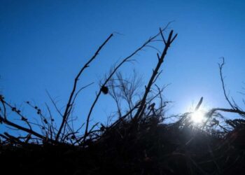Χαμός με τα ακαθάριστα οικόπεδα, τις καταγγελίες και τη δήλωση στην πλατφόρμα