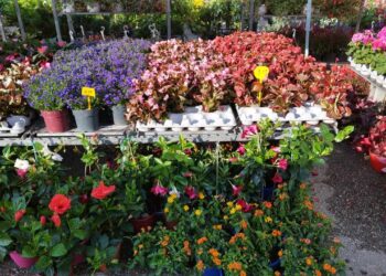 Πτολεμαΐδα: Εγκαινιάστηκε η 23η Ανθοκομική Έκθεση – 30/5 με 3/6 στο χώρο της λαϊκής αγοράς – Τα σχέδια του δήμου για μεταφορά της έκθεσης από του χρόνου (φωτο-video)