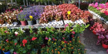 Πτολεμαΐδα: Εγκαινιάστηκε η 23η Ανθοκομική Έκθεση – 30/5 με 3/6 στο χώρο της λαϊκής αγοράς – Τα σχέδια του δήμου για μεταφορά της έκθεσης από του χρόνου (φωτο-video)