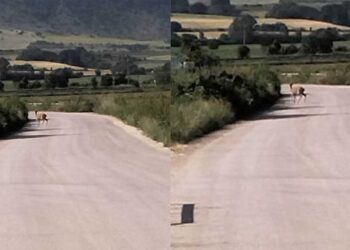 Ελαφάκι έκανε "παρέα" σε δρομείς και περιπατητές το πρωί στην Ασβεστόπετρα!