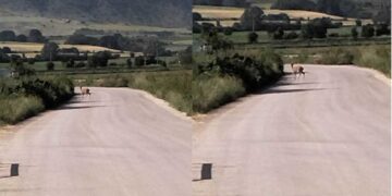 Ελαφάκι έκανε "παρέα" σε δρομείς και περιπατητές το πρωί στην Ασβεστόπετρα!