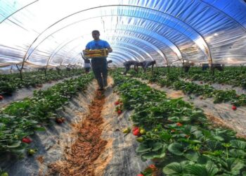 Ενεργοποιείται η ελληνοαιγυπτιακή συμφωνία για 5.000 εποχικούς εργάτες – Τι προβλέπει