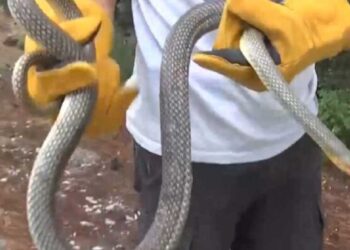 Θεσσαλονίκη: Φίδι δύο μέτρων εντοπίστηκε σε ντουζιέρα