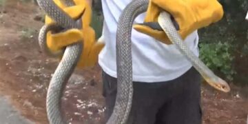 Θεσσαλονίκη: Φίδι δύο μέτρων εντοπίστηκε σε ντουζιέρα