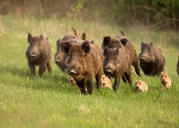 Πρέσπες: Θηροφύλακες έσωσαν πάνω από πενήντα μικρά αγριογούρουνα