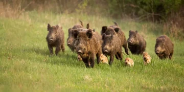 Πρέσπες: Θηροφύλακες έσωσαν πάνω από πενήντα μικρά αγριογούρουνα