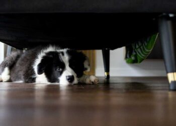 Πάσχα και πυροτεχνήματα: Πώς να ηρεμήσετε τον σκύλο σας