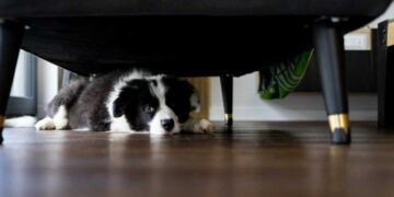 Πάσχα και πυροτεχνήματα: Πώς να ηρεμήσετε τον σκύλο σας