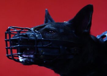 Final Four 2024: Άγρια συμπλοκή στο Βερολίνο μεταξύ οπαδών του Παναθηναϊκού και του Ολυμπιακού