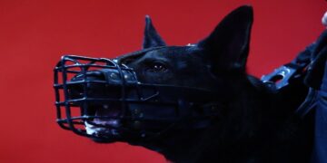 Final Four 2024: Άγρια συμπλοκή στο Βερολίνο μεταξύ οπαδών του Παναθηναϊκού και του Ολυμπιακού