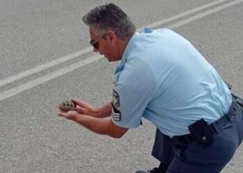 Συγκινητικές στιγμές στην Καστοριά: Viral ο αστυνομικός που βοήθησε χελωνάκι να περάσει με ασφάλεια τον δρόμο