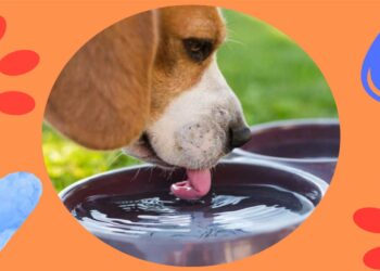 «Άφησε ένα μπολάκι με νερό έξω από την πόρτα σου» – Έκκληση Δήμου Κοζάνης για νερό στα αδέσποτα ζώα συντροφιάς τις ημέρες με ζέστη