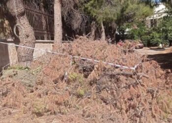 Ακαθάριστα οικόπεδα, «βουνό» η καύσιμη ύλη στους δρόμους – Άθλια η κατάσταση, οι κάτοικοι ξεσπούν (βίντεο)